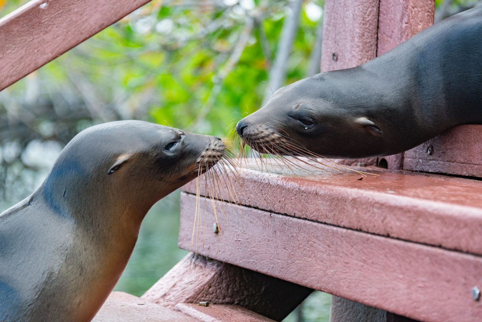 Best Places to See Wildlife Ethically