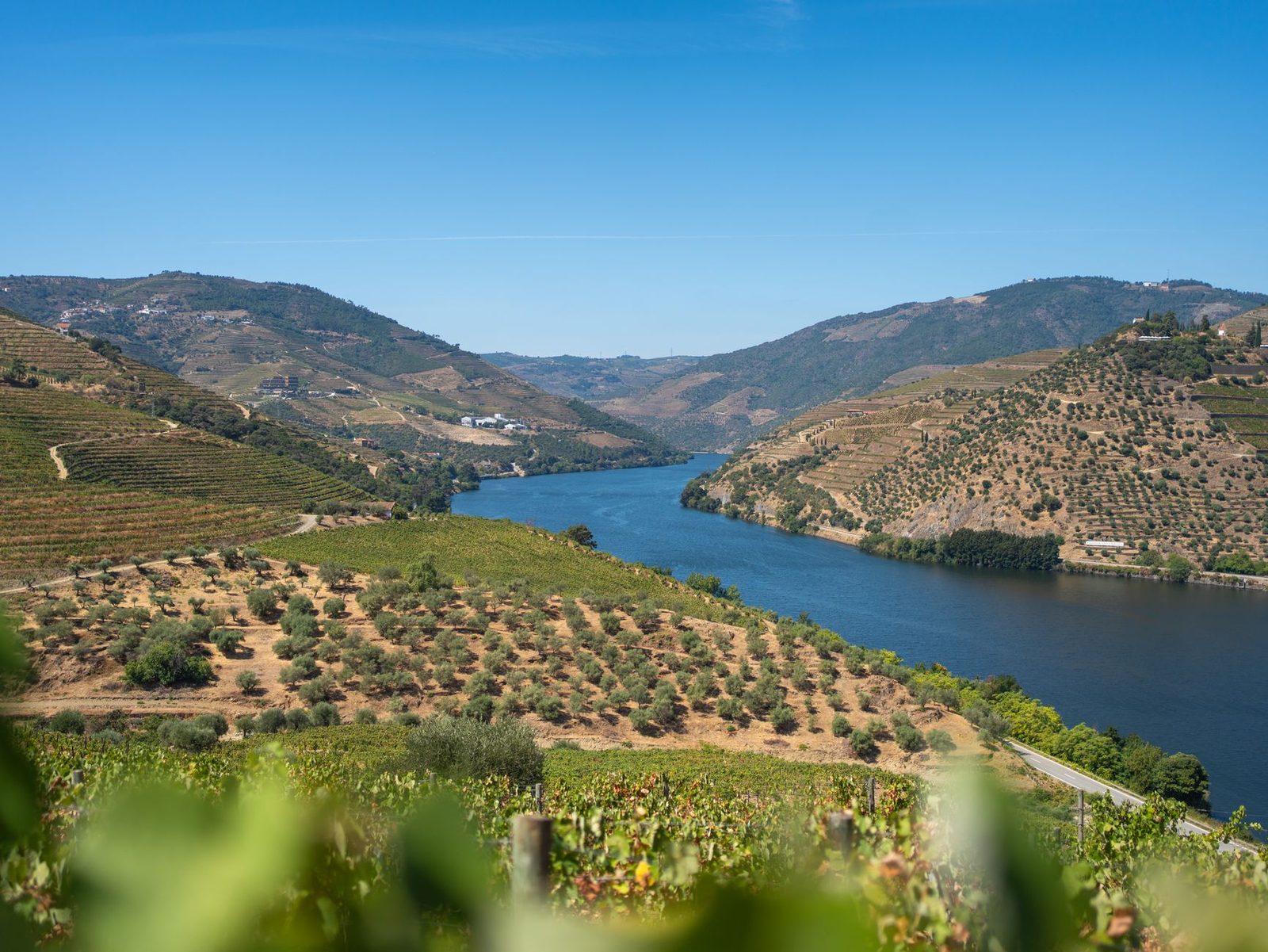 Best Wine Regions You Can Visit Without a Car