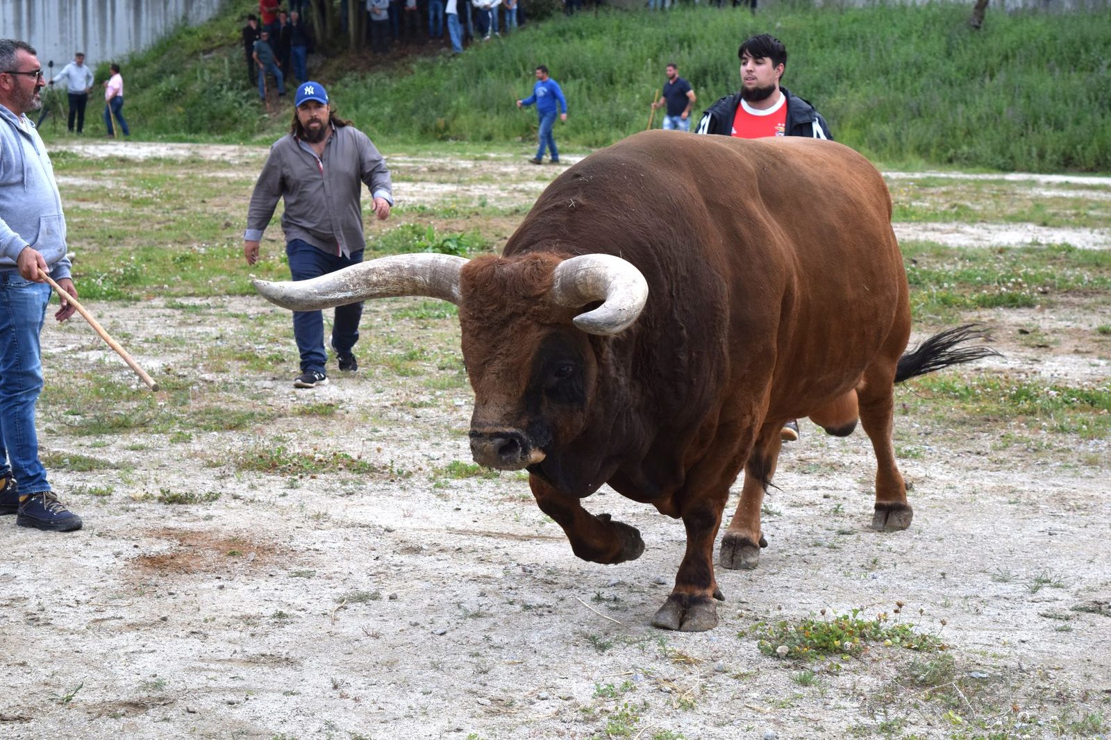 San Fermín (Running of the Bulls)